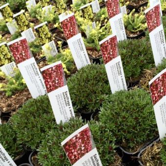 Zahrádkářské tipy