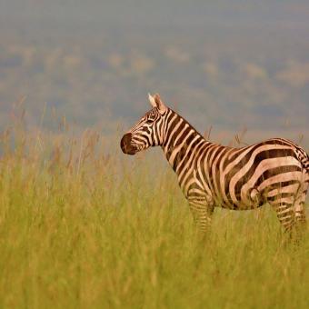 Zebra bezhřívá v Ugandě