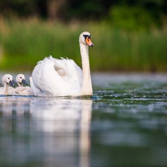 Pojďte s námi za zvířaty