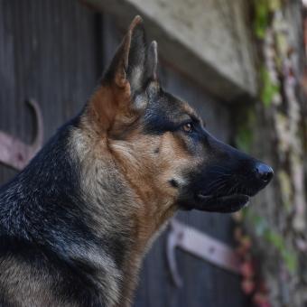 Michal Dlouhý: Četnické historky ze západu Čech