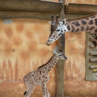 Žirafy s mláďaty v Zoo Olomouc