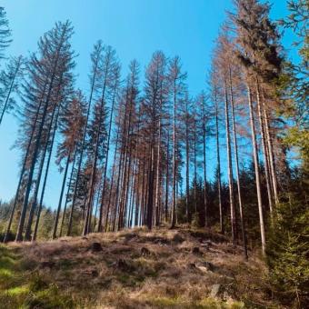 Část lesů v CHKO Broumovsko zasáhla letos kůrovcová kalamita nevídaných rozměrů