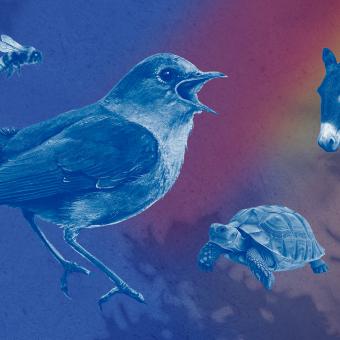 Mistři pěvci opeřenci a jiné zvířectvo