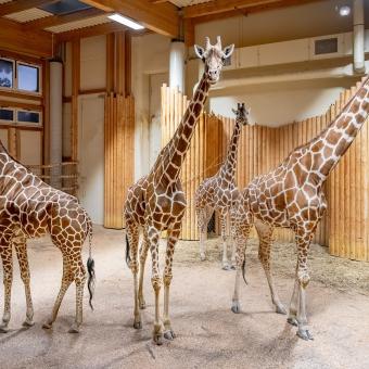 Mládě žirafy síťované po 12 letech! První narozené v „žirafím chrámu“ Safari Parku Dvůr Králové