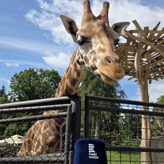 Žirafa Rothschildova v ZOO Olomouc na Svatém Kopečku