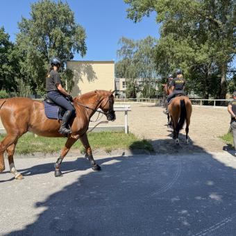 Policejní koně se řadí do dvou kategorií - hlídková a pro speciální účely (demonstrace, fotbalová utkání atd.)