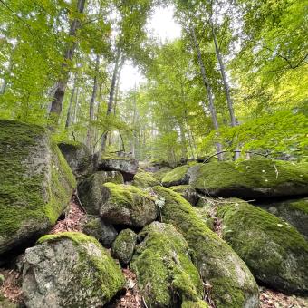 Jizerskohorské bučiny, které jsou zapsané na seznamu UNESCO