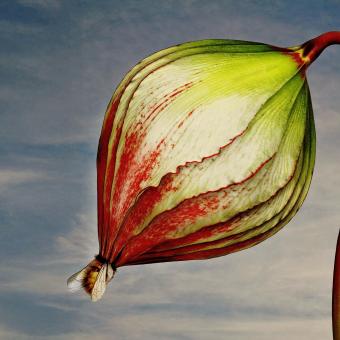 John Wyndham: Den trifidů