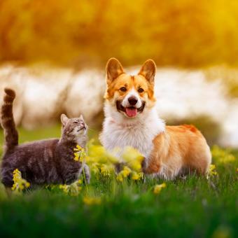 Máme rádi zvířata