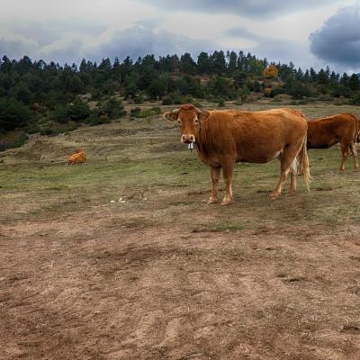 Krávy, pastva, hory