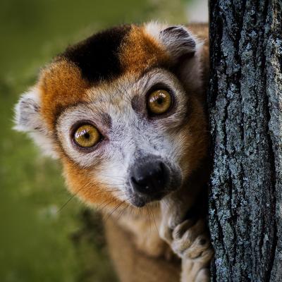 Lemur