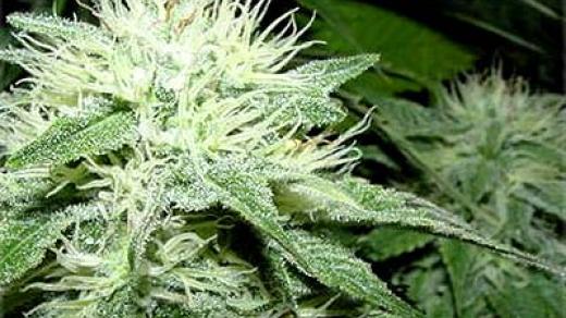 marihuana
