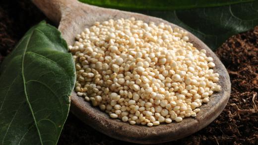 Quinoa