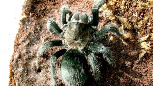 Sklípkan Aphonopelma caniceps
