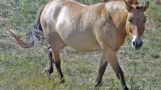 Kůň Převalského (Equus przewalskii)