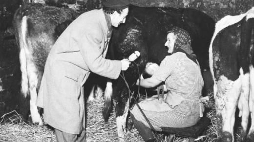 Reportáž z JZD Volevčice, redaktor B. Ujček (1950)