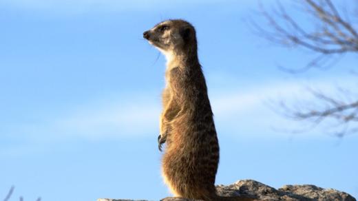Zoo Praha - surikata