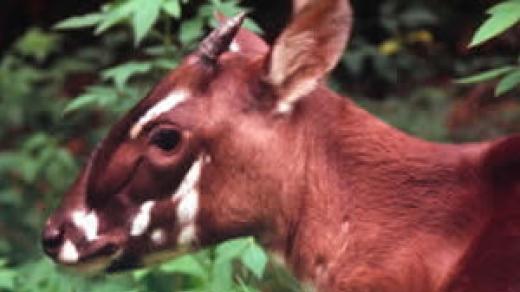 Saola (Pseudoryx nghetinhensis)