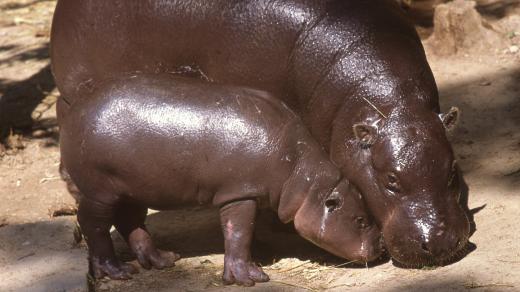 Hrošíka liberijský