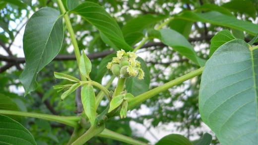 Ořešák královský (Juglans regia)