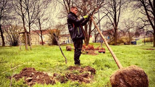 Výsadba nových stromů ve Strakonicích