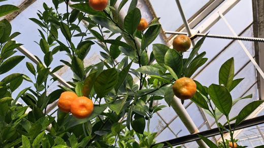 Citrusy ve sbírkových sklenících Výstaviště Flora v Olomouci
