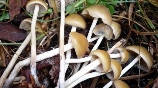 Lysohlávka česká (Psilocybe bohemica)
