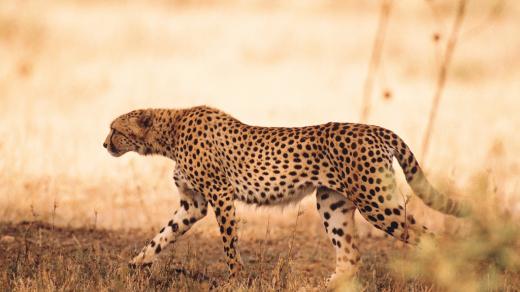 Gepard