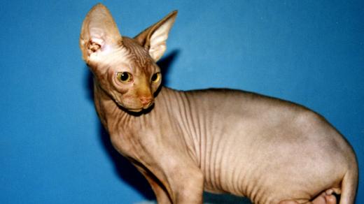 Sfinga, sphynx kočka