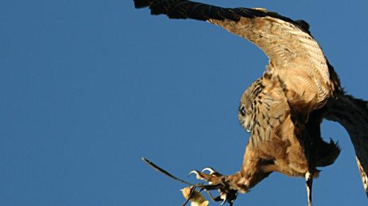 Výr velký loví v letu.