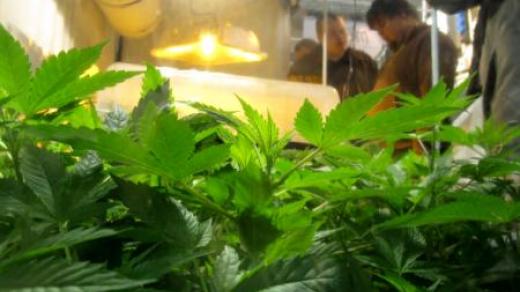 Na veletrh Cultiva zamířili i letos čeští zájemci o konopné produkty