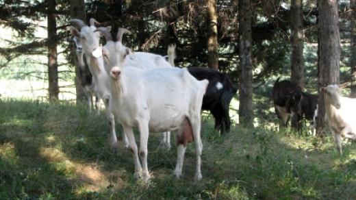 Kozy Nikoly Bankoviće voní borovým lesem