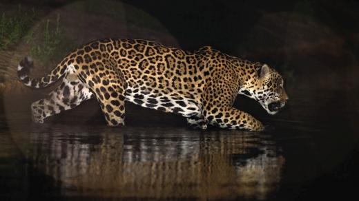 Jaguár