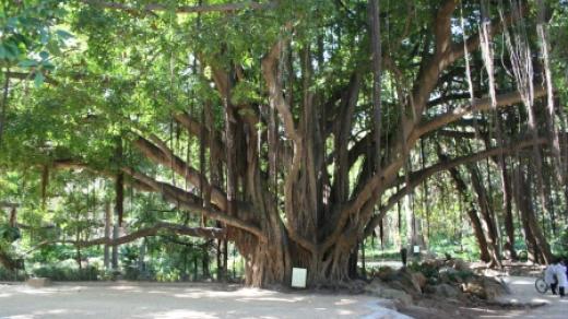 Fíkus, který v roce 1932 proslavil film o Tarzanovi, byl do botanické zahrady v Alžíru přivezen z Austrálie v roce 1847