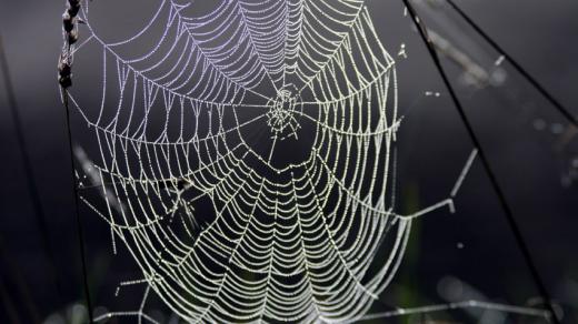 Pavučina (snímek uživatele Stebra)