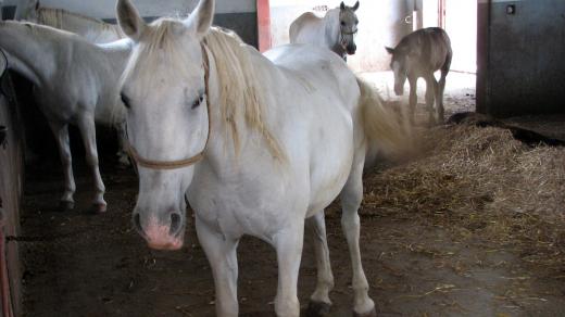 Chovem lipicánů se proslavilo Slovinsko, jejich stádo však mají i v chorvatském Lipiku