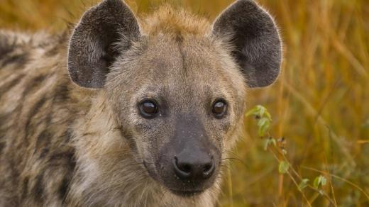 Hyena skvrnitá