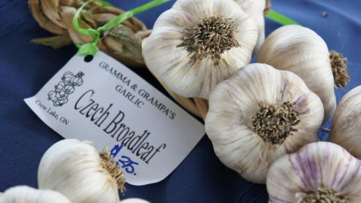 Odrůda český širokolistý hledá obtížně konkurenci i za hranicemi