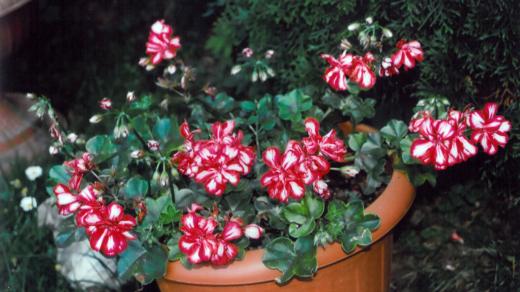 Muškát (pelargonium)