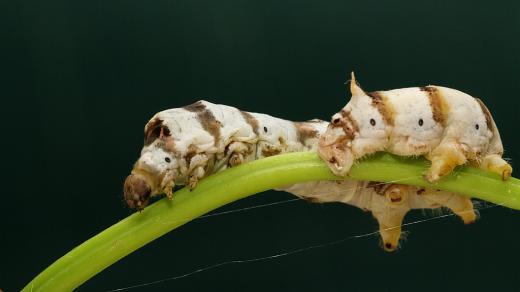 Housenka bource morušového v době krátce před zakuklením.