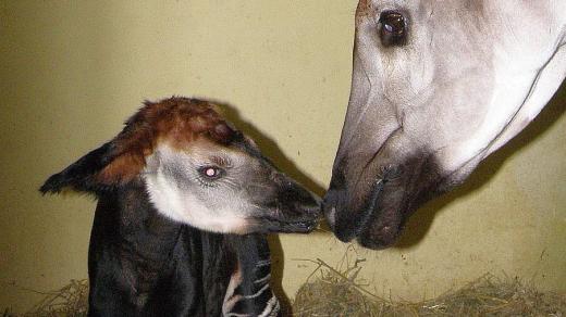 Mládě okapi v ZOO Dvůr Králové nad Labem