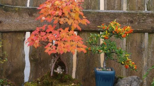 Bonsai na kameni - javor