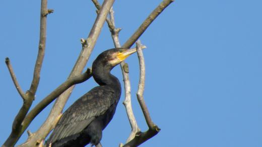 Kormorán velký - fotografováno ze člunu. Řeka Labe, Středočeský kraj, 27.9.2009.
