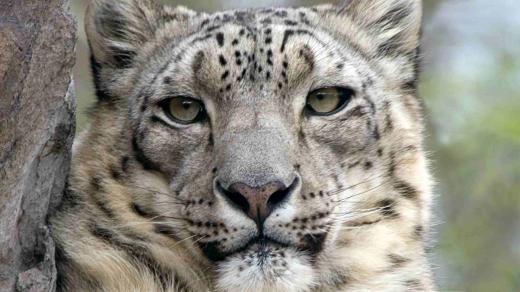 Irbis horský (sněžný levhart, Panthera uncia)