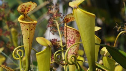 Madagaskarské láčkovky druhu Nepenthes madagascariensis