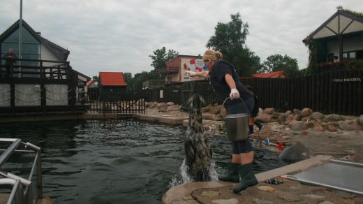 Na poloostrově Hel pomáhají zraněným tuleňům