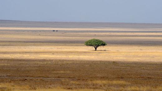 Divoká Afrika