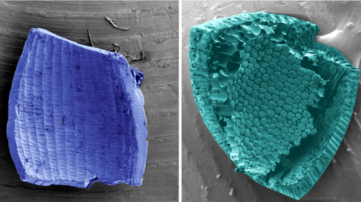 Fosilní Palaeoaldrovanda splendens (vlevo) a semeno masožravé rostliny Aldrovanda vesikulosa (vpravo)