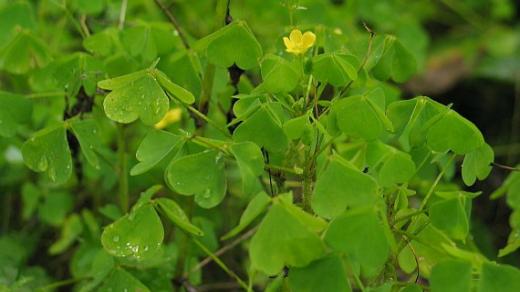 Šťavely (Oxalis)
