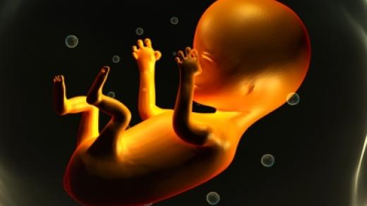 Lidské embryo (ilustrační foto)